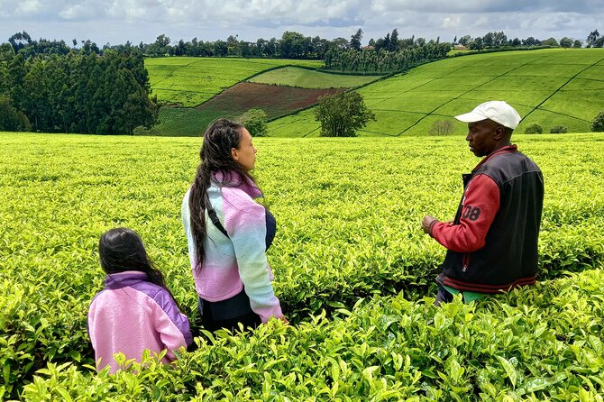 Riara tea farm tour with lunch and tea tasting from Nairobi - The city stops, with realistic expectations
