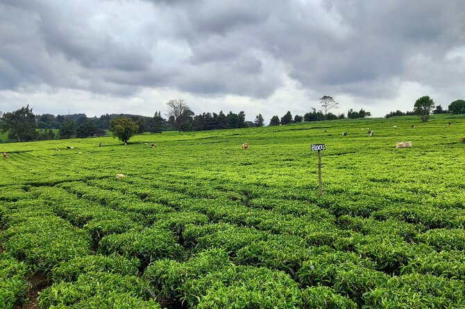 Riara tea farm tour with lunch and tea tasting from Nairobi - Who will get the most from this tour