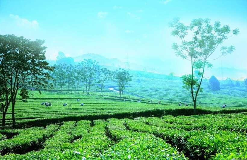 Sapa to Waterfall, Green Tea Farm with motorbike driver - Who should book this experience?