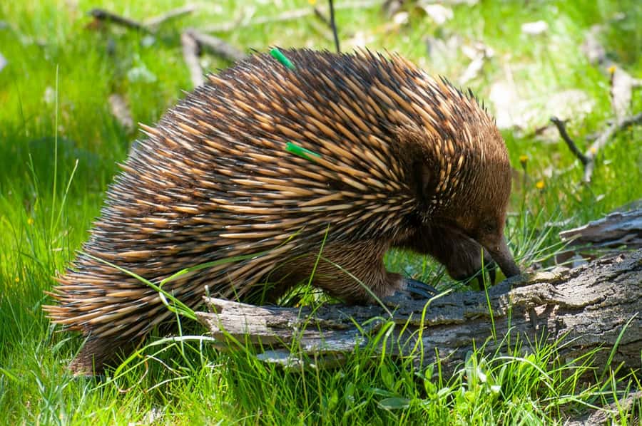 Sapphire Coast: 7h Shore Excursion with Aussie Morning Tea - Key points for your Sapphire Coast day