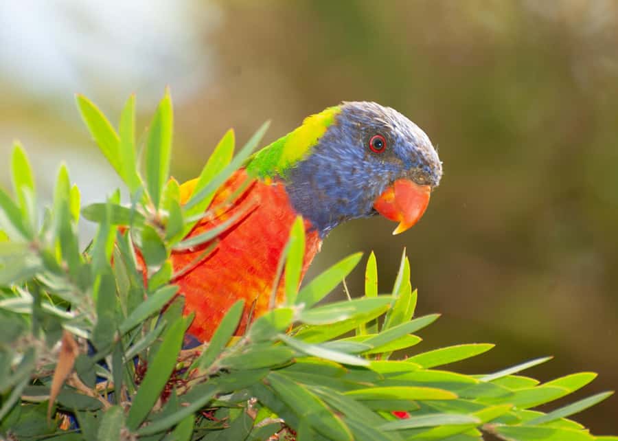 Sapphire Coast: 7h Shore Excursion with Aussie Morning Tea - Why this shore trip feels different
