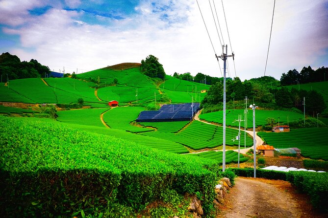 Scenic Green Tea Fields of Hidden Kyoto & Local Tea Exp (Private) - Key reasons to consider this Kyoto tea tour