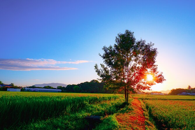 Scenic Green Tea Fields of Hidden Kyoto & Local Tea Exp (Private) - Ishitera and the tea fields reaching upward
