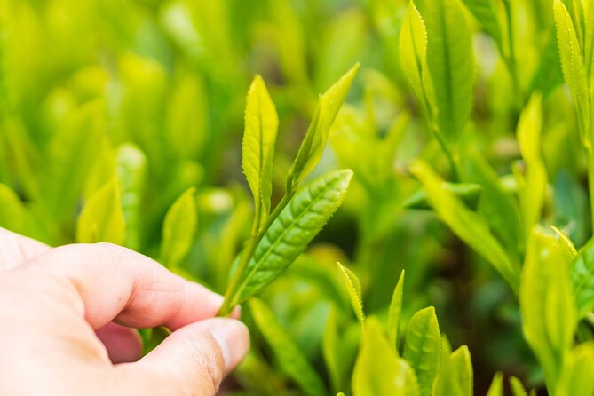 Shizuoka Tea Picking Private Experience - The human side of the private format