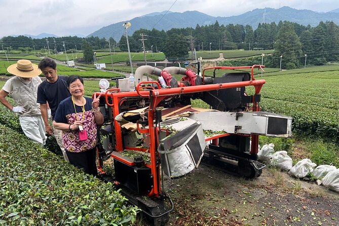Shizuoka Tea Picking Private Experience - Picking tea in the fields