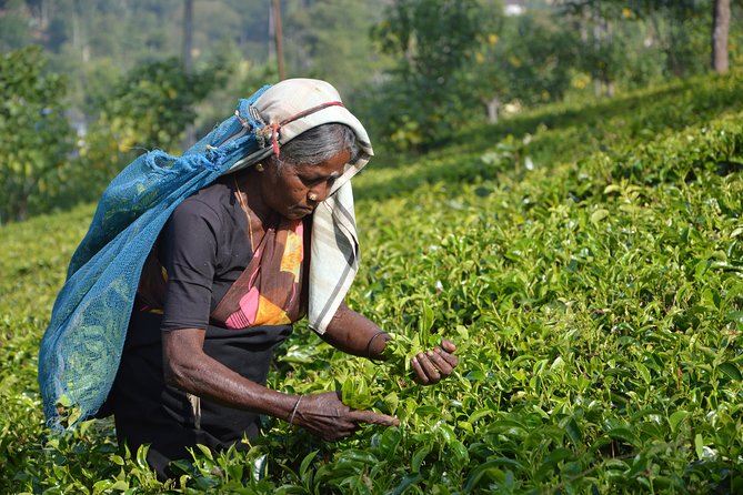 Shore Excursion From Colombo port to Ingiriya Tea Plantation & back for 2 People - Seeing Sri Lanka’s rubber plantation