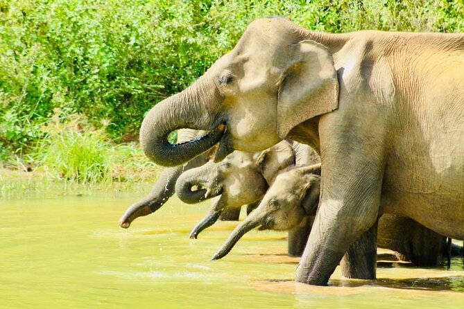 Sigiriya, Kandy to Ella TRain Ride plus Up Country TEA[B&B Basis] - Ella walks, Little Adam’s Peak, and Ravana Falls