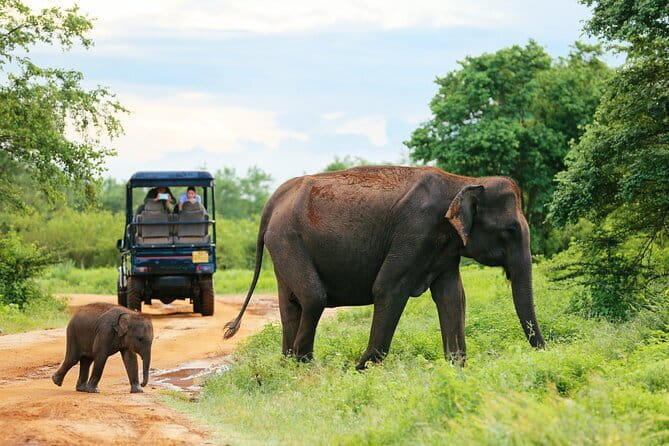 Sinharaja Rain Forest Day Tour from Mirissa, Galle, Bentota Area - The local guides make a real difference