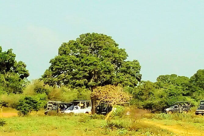 Sinharaja Rain Forest Day Tour from Mirissa, Galle, Bentota Area - Who should book this private forest day?