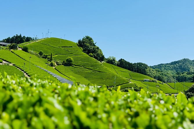 Slow Cycling Tour at Uji's Matcha Green Tea Fields and Heritage - What makes the BROMPTON bicycle useful