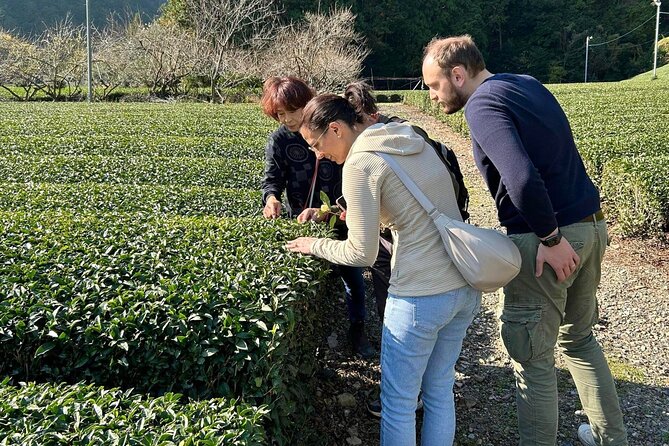 Small Group Japanese Green Tea Tasting in Shizuoka - Moriuchi Tea Farm and its ninth-generation story