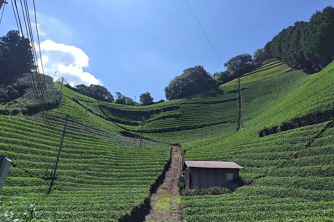 Small Group Japanese Green Tea Tasting in Shizuoka - Meeting at Shizuoka Station at 9 a.m.