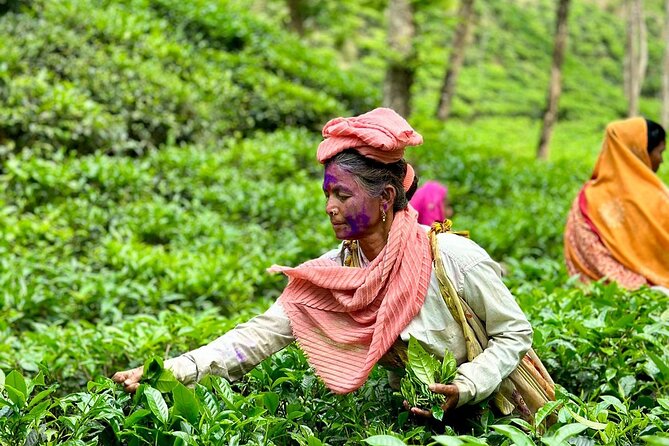 Sreemangal Tea Tour Experience Nature and Culture in a Local way - Why Sreemangal works so well as a short Bangladesh escape