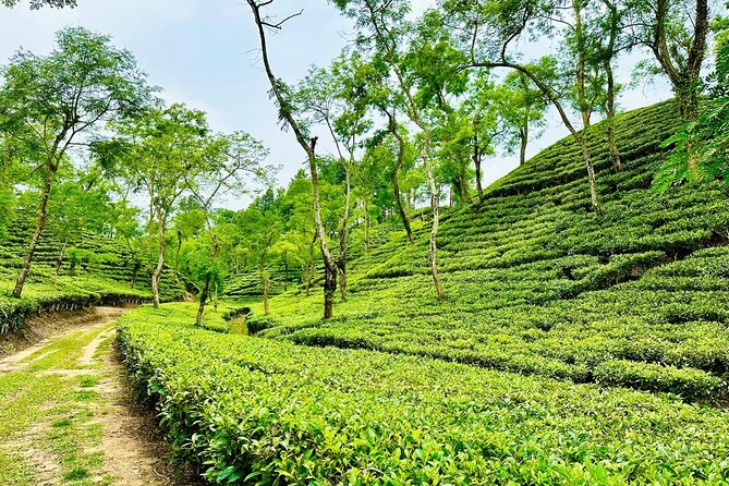 Sreemangal Tea Tour Experience Nature and Culture in a Local way - Practical details that can make the days easier