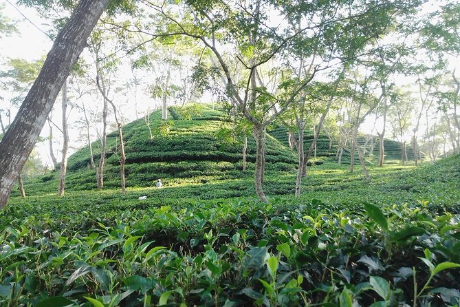 Srimangal nature tour in forest and tea garden - Five things to know before walking into Srimangal’s tea country