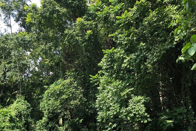 Srimangal nature tour in forest and tea garden - Walking through the forest with an eco specialist