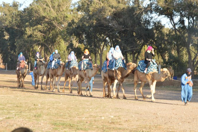 Sunset camel ride in Agadir with transport, tea and cakes. - Meeting your camel and settling into the saddle