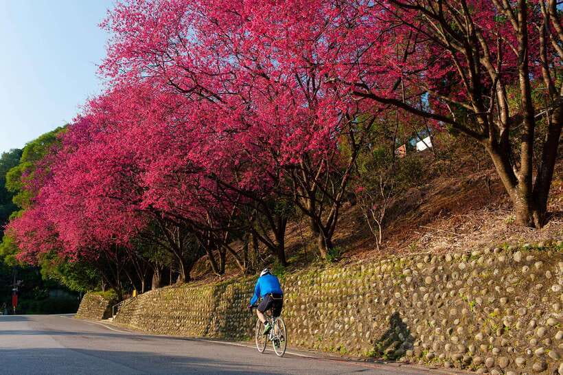 Taipei: Maokong Tea & Shenkeng Tofu Private Day Tour - Key points to know before booking