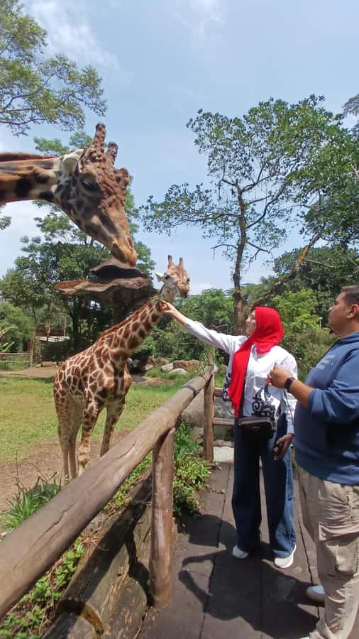 Taman Safari and Tea Plantation Tour at Puncak - Key points to know before booking