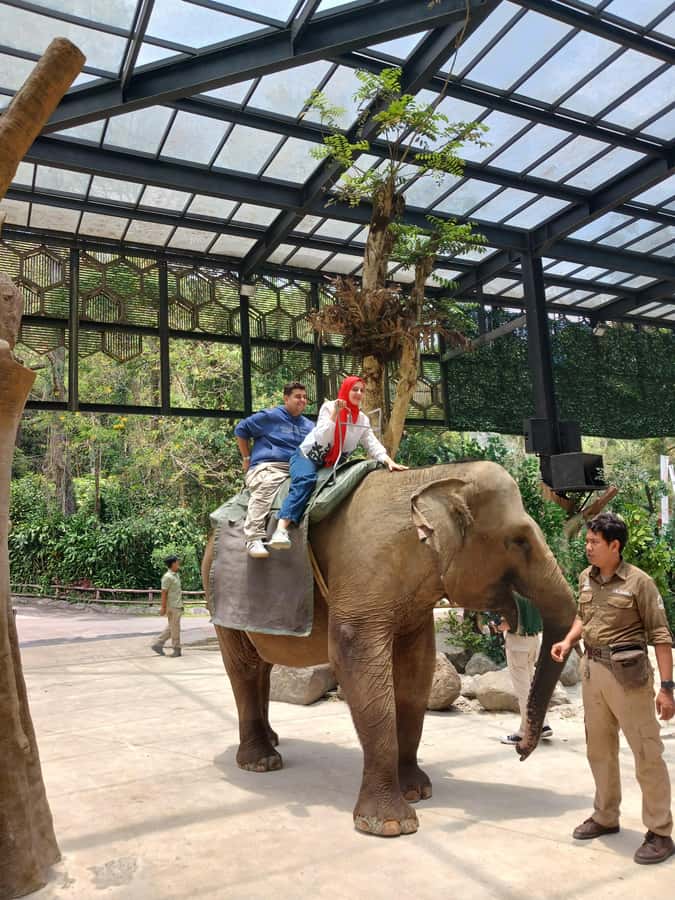 Taman Safari and Tea Plantation Tour at Puncak - Why this Jakarta day trip works