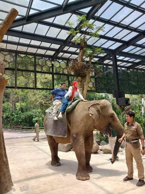 Taman Safari and Tea Plantation Tour at Puncak - Giraffes, elephants, pandas, and the shows