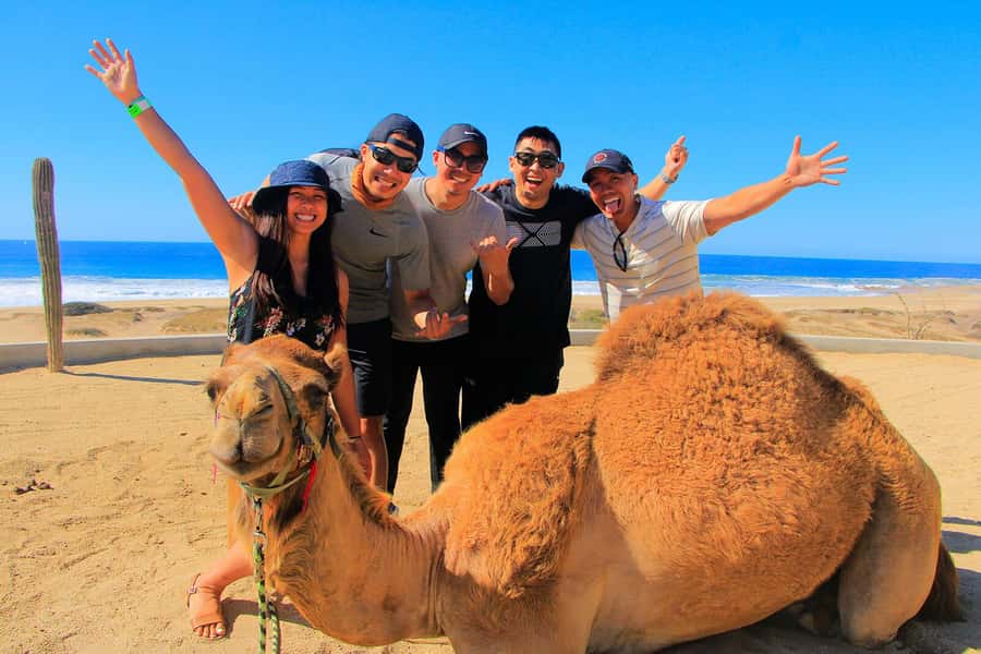 Tangier: sunset, tea, camel ride, Cape Spartel and caves. - How much value do you get for $45?