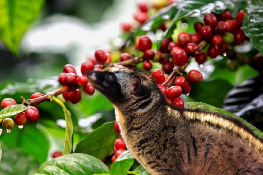 Tea & Coffee Tour - What the $128 private price includes