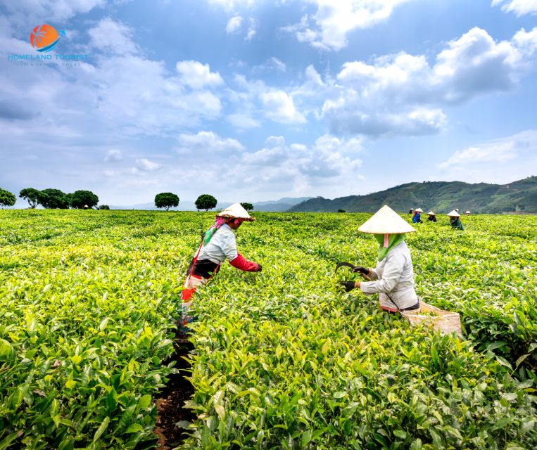 Tea & Coffee Tour - Ending with coffee in Dalat
