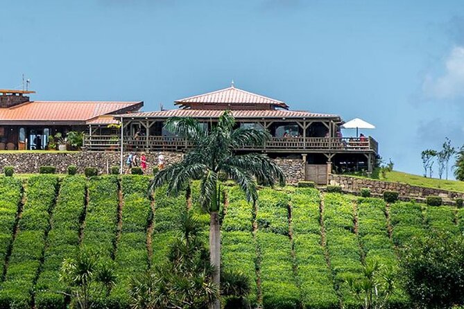 Tea Experience in the Exotic South of Mauritius Private tour. - Bois Cheri explains Mauritius through tea