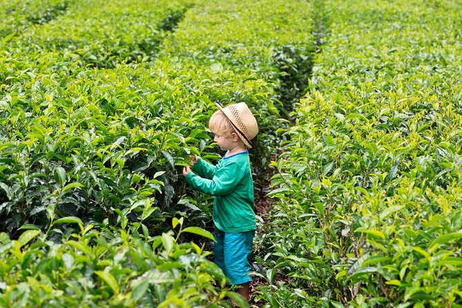 Tea Experience in the Exotic South of Mauritius Private tour. - Takamaka Boutique Winery adds lychee wine