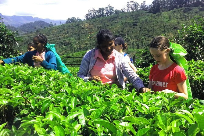 Tea Experience Tour in Haputale with Lunch at a Village house - Key points to know before booking