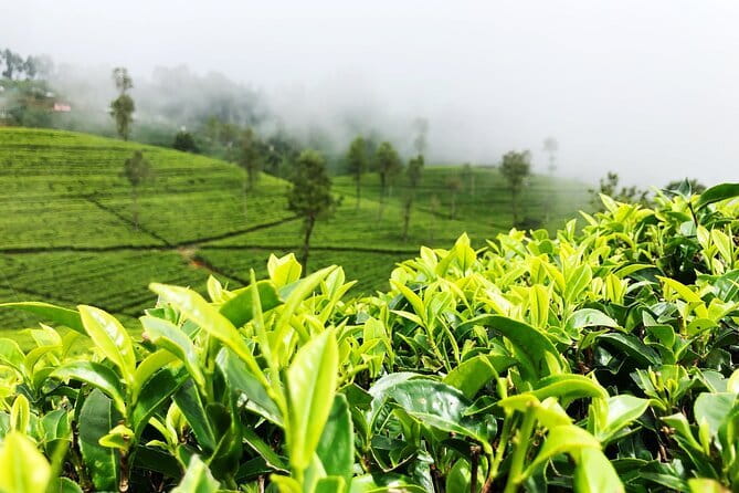 Tea Experience Tour in Haputale with Lunch at a Village house - Starting at 9:00 am with private pickup