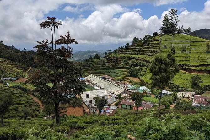 Tea Experience Tour in Haputale with Lunch at a Village house - What the $60 price gets you
