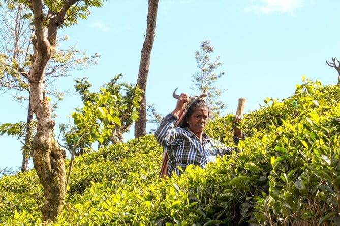 Tea Experience Tour in Haputale with Lunch at a Village house - At the tea factory in Haputale