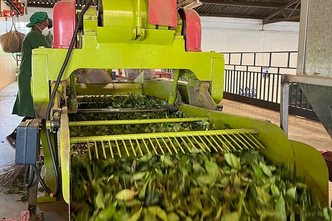Tea Farm Experience at Riara Tea Farm And Factory Tour - Walking through a working tea farm