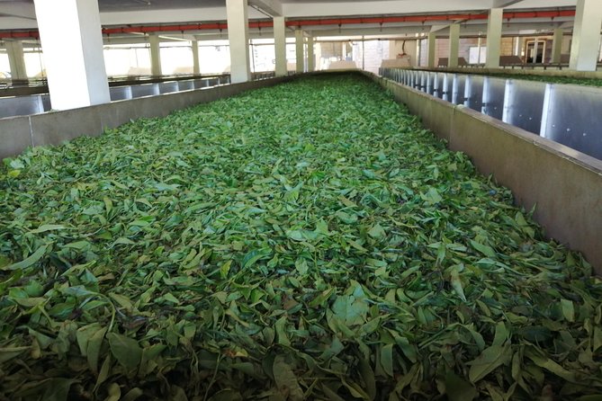Tea Farm Experience at Riara Tea Farm And Factory Tour - Tea tasting and what you should notice