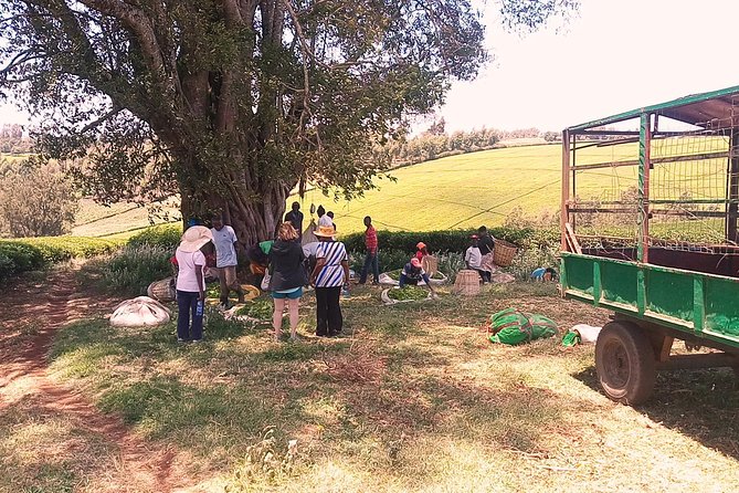 Tea Farm Experience at Riara Tea Farm And Factory Tour - Environmental practices that give the visit more weight
