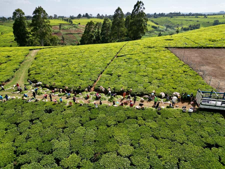 Tea Farm Tour From Nairobi (Kiambethu). - Who should book this farm day?