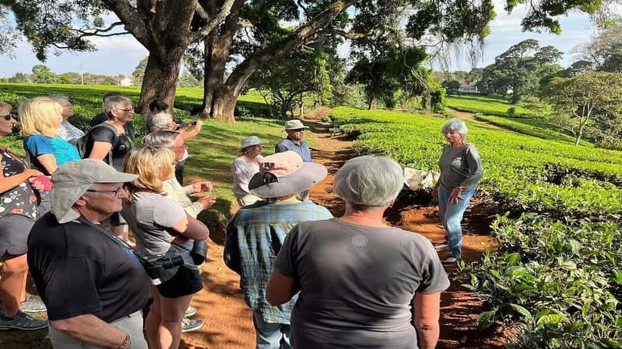 Tea Farm Tour From Nairobi (Kiambethu). - Arriving at 11am for tea and farm stories
