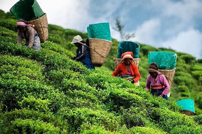 Tea Fields & Factory Tour - Why Hatton is the right place to learn about Ceylon tea