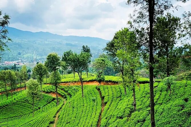 Tea Fields & Factory Tour - Meeting the pluckers and visiting their village