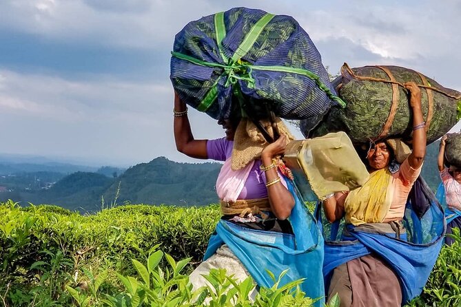 Tea Fields & Factory Tour - Inside the factory: six steps that change the leaves
