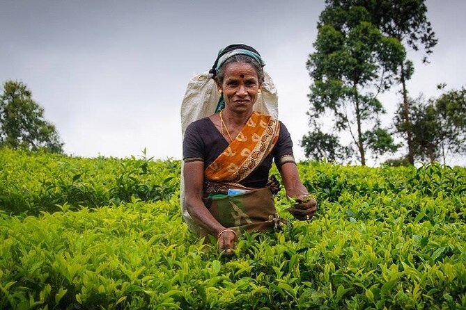 Tea Fields & Factory Tour - What the $20 price really gets you