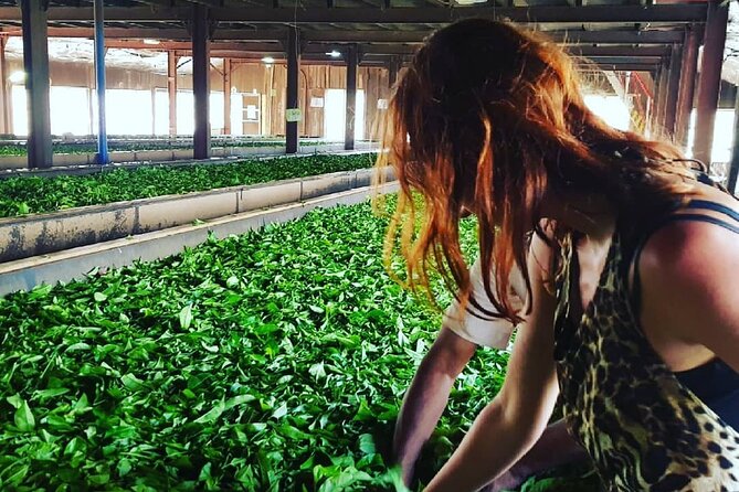 Tea Fields & Factory Tour - Who will enjoy this tea tour most