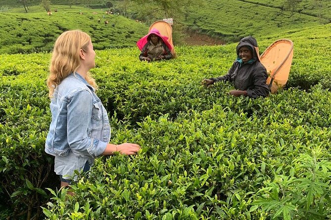 Tea Fields & Factory Tour - Walking among the tea plants