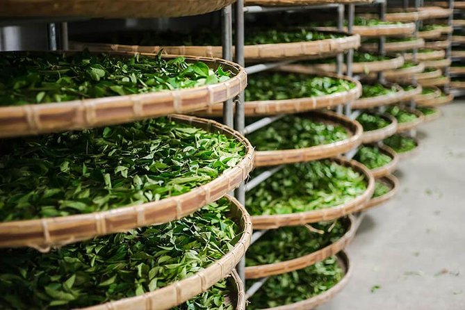 Tea of Taipei: Small-Group Tour with Taipei City Sightseeing - Taipei’s tea center and the first tasting