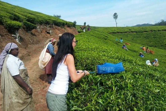 Tea planation walking In Munnar- (by Munnar Info) - Key Details Before You Book