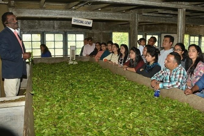 Tea planation walking In Munnar- (by Munnar Info) - Walking Toward Lakshmi Tea Estate