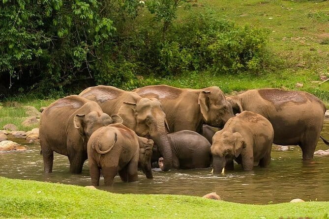 Tea planation walking In Munnar- (by Munnar Info) - What Makes the Guides Valuable