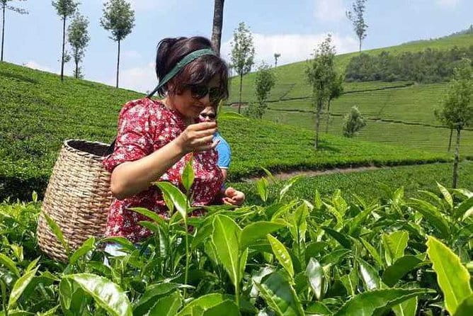 Tea planation walking In Munnar- (by Munnar Info) - Is the $10 Price Good Value?